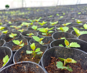 Birch seedlings in containers