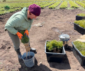 Preparing pine seedlings