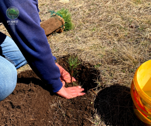 Plant your forest