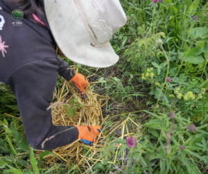 Woman mulching a tree