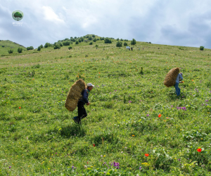 Workers taking the straw up the hill