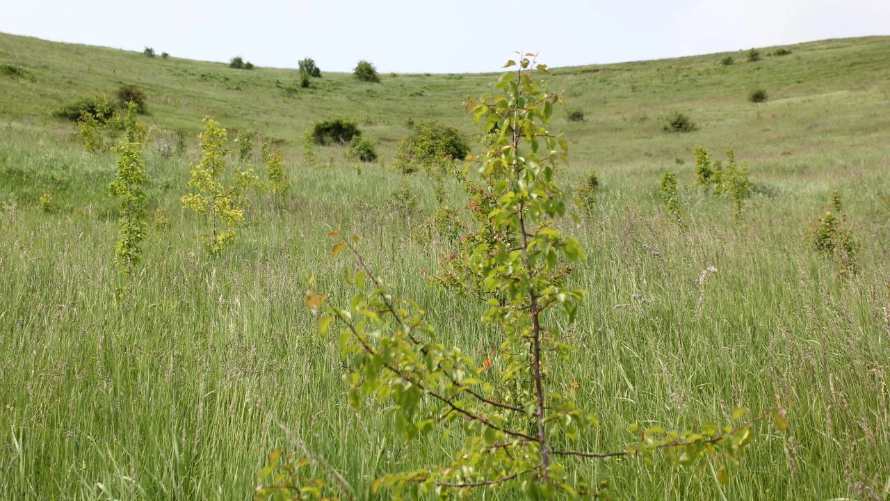 tree