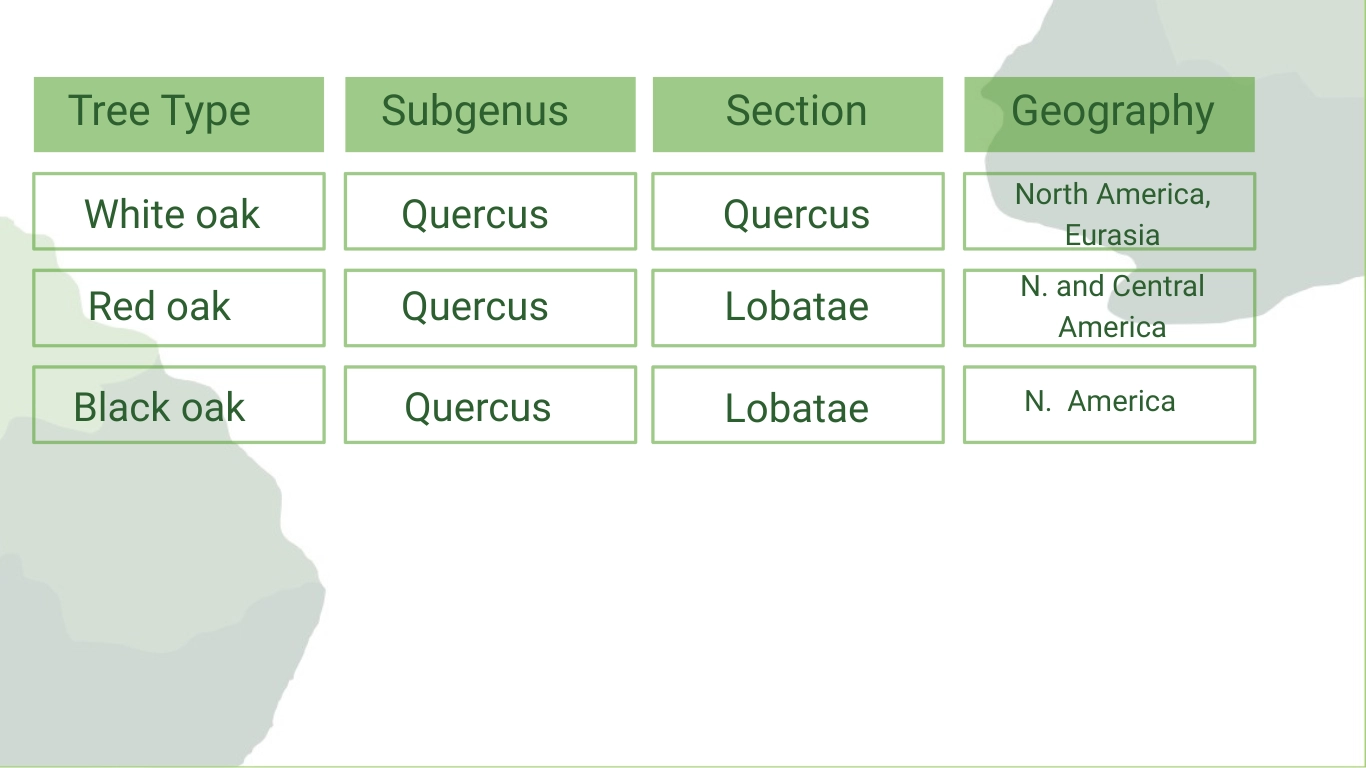 oak tree classification