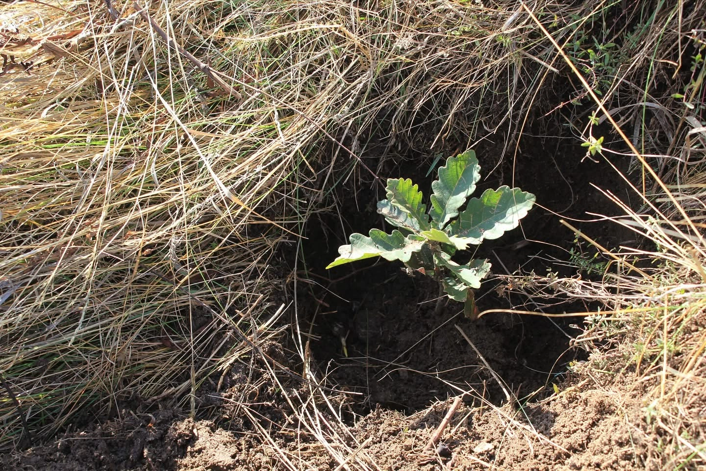 Oak: Characteristics, Distribution, and Significance