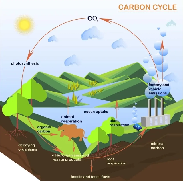 Carbon Emissions 1