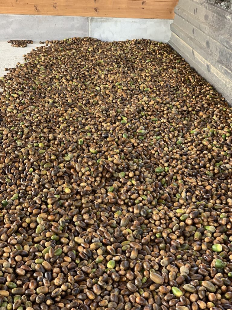 Acorn collection in our Gugark Nursery, Lori, Armenia.