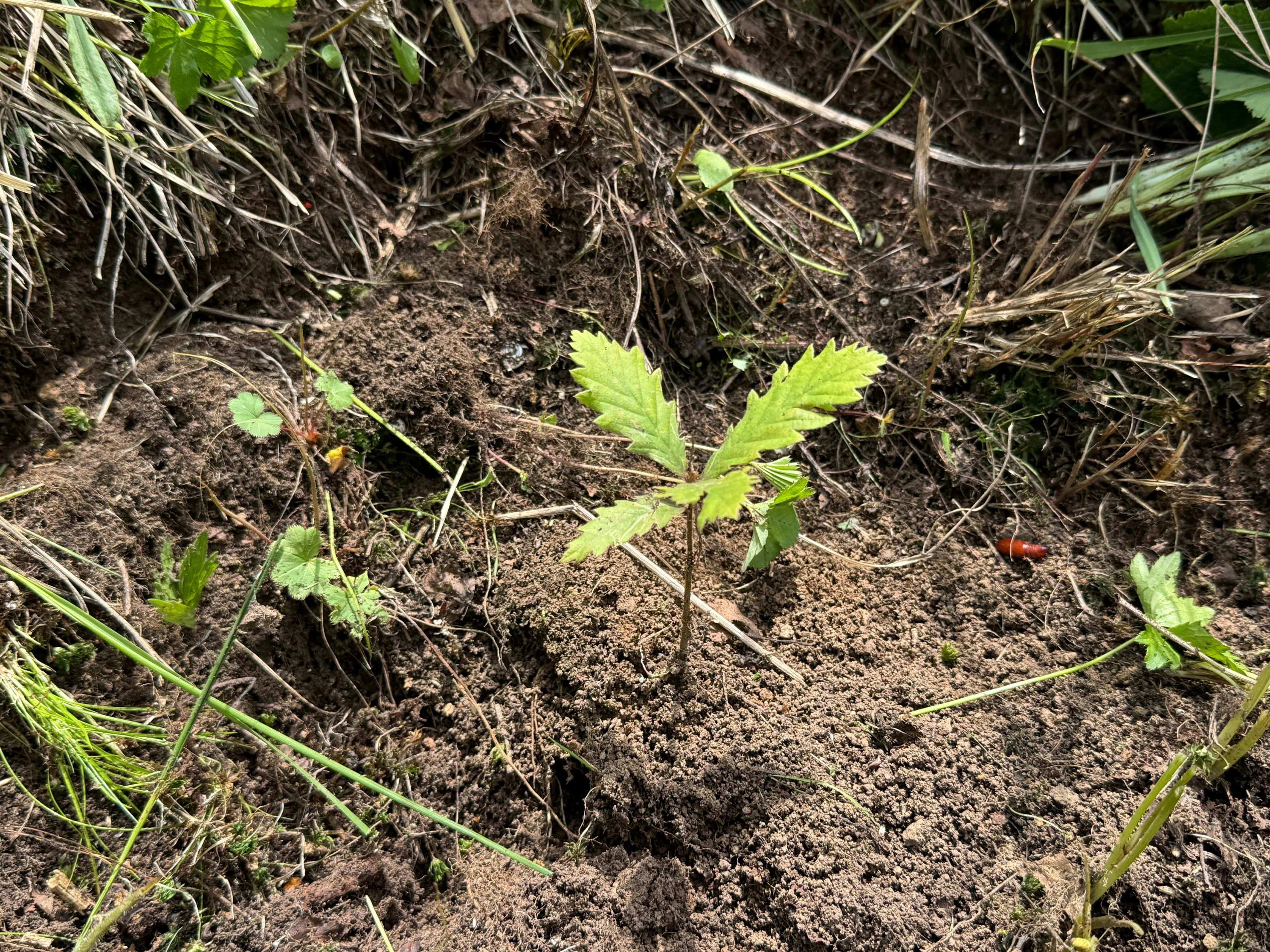 summer seedling