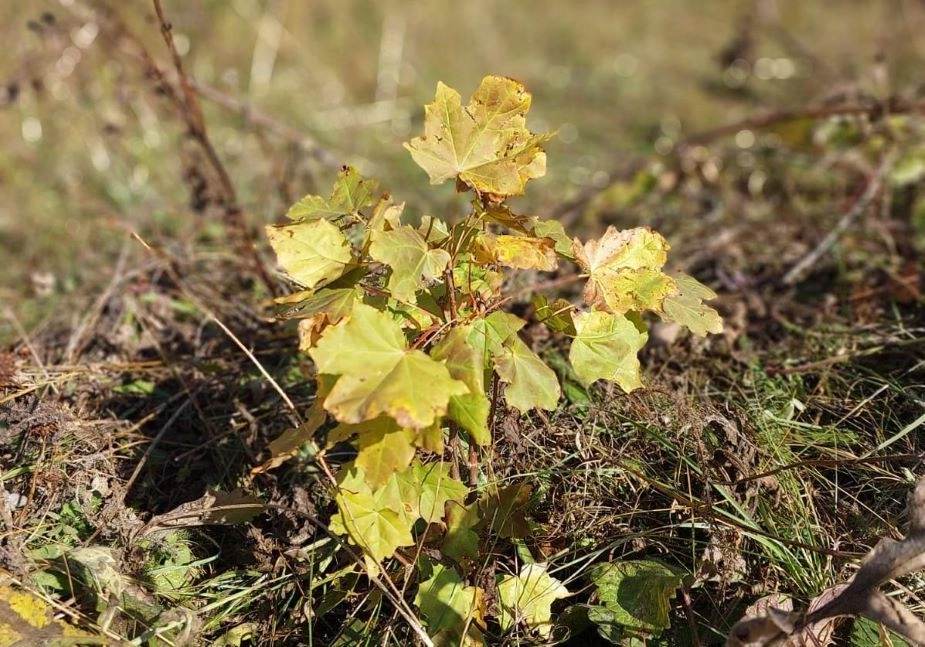 այց հայկական դրամի անտառներ image1